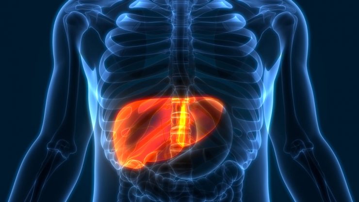 Leberzirrhose Stadien - Lebenserwartung und Therapie - Gesundheitsdoc